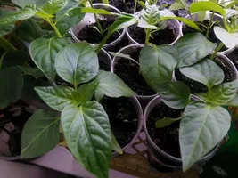 تصویر 1 از نشا فلفل دلمه‌ ای مقاوم به بیماری‌ ها